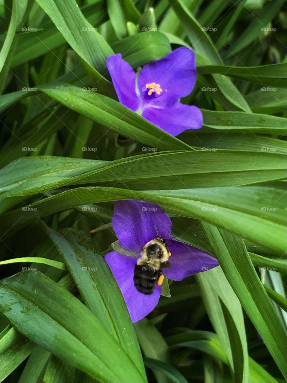 A bee on the Virginia spiderwort