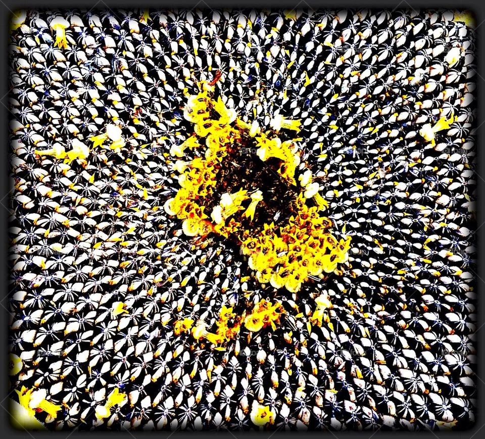 Sunflower Seeds