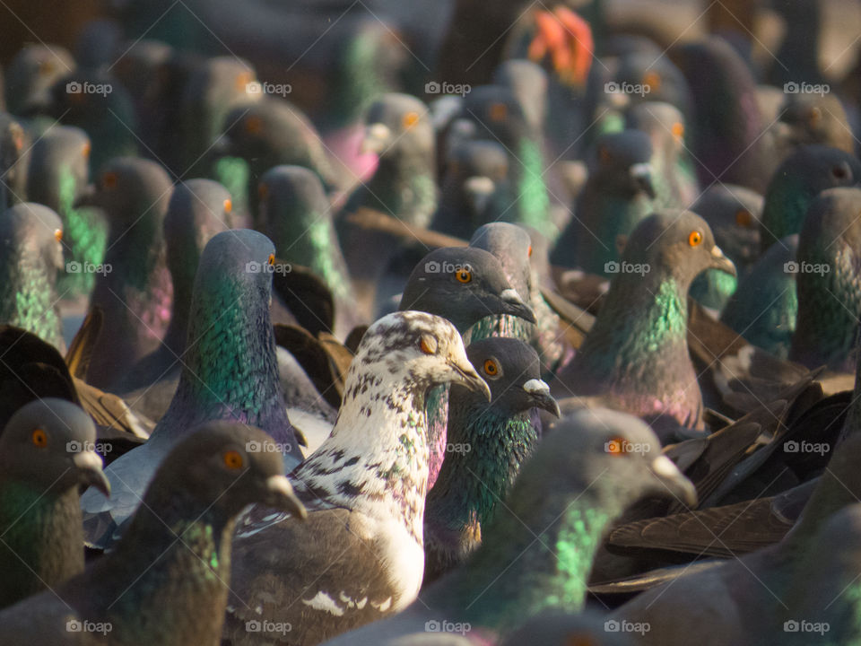 Close-up of pigeons