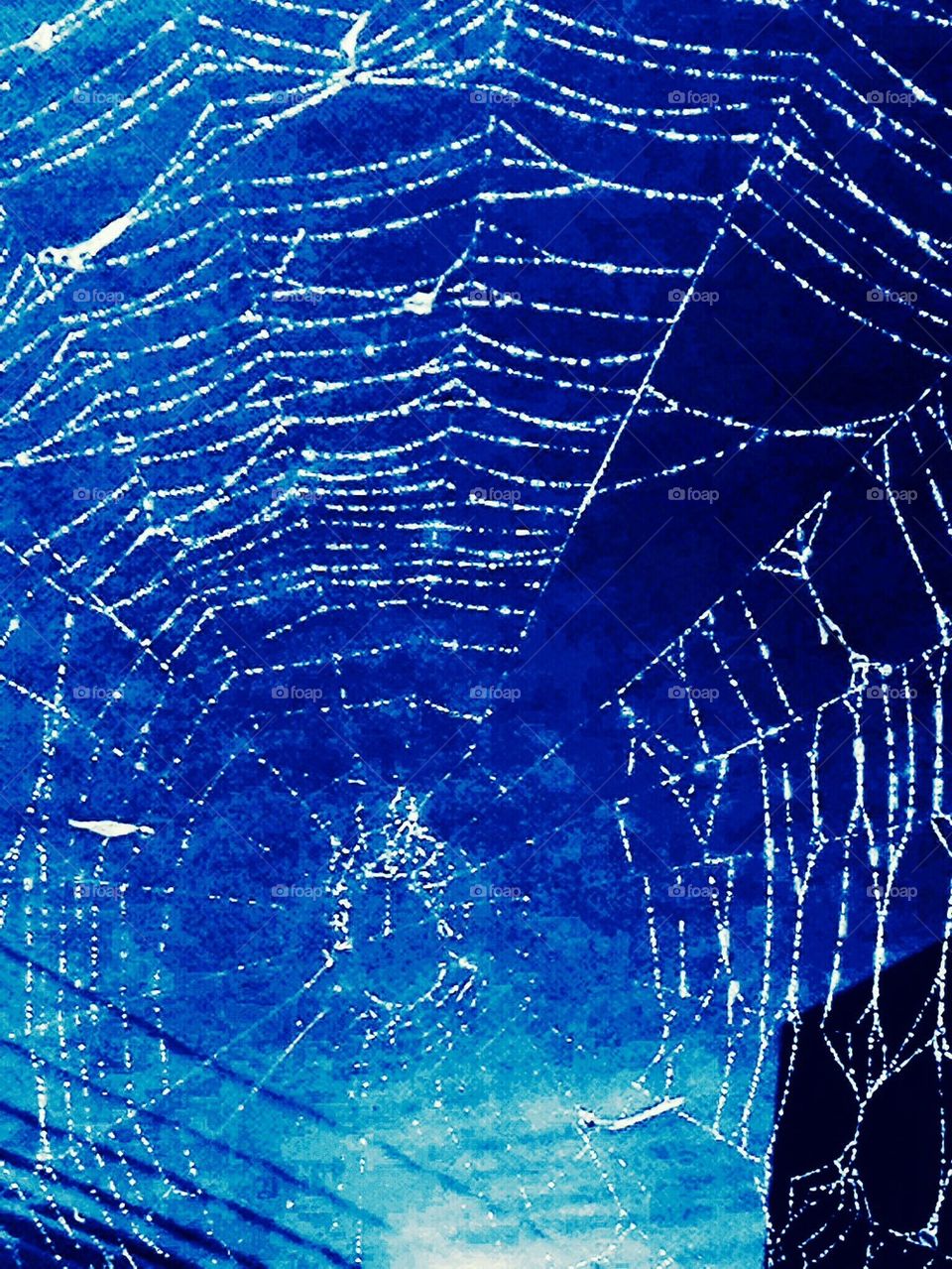 ARACHNOID SPIDER WEB