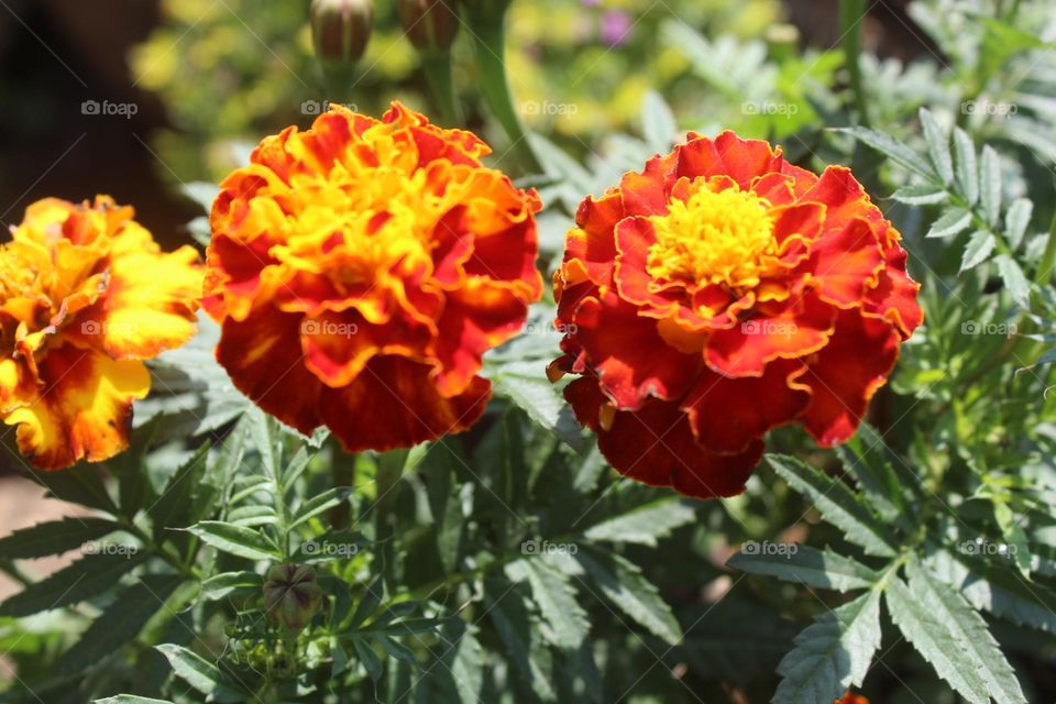 flowers with beautiful colors close up