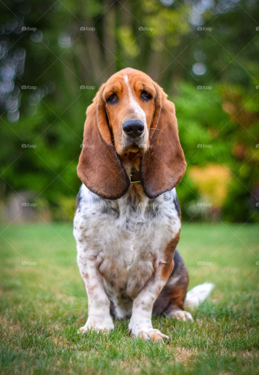 A portrait shot of a basset hound pedigree