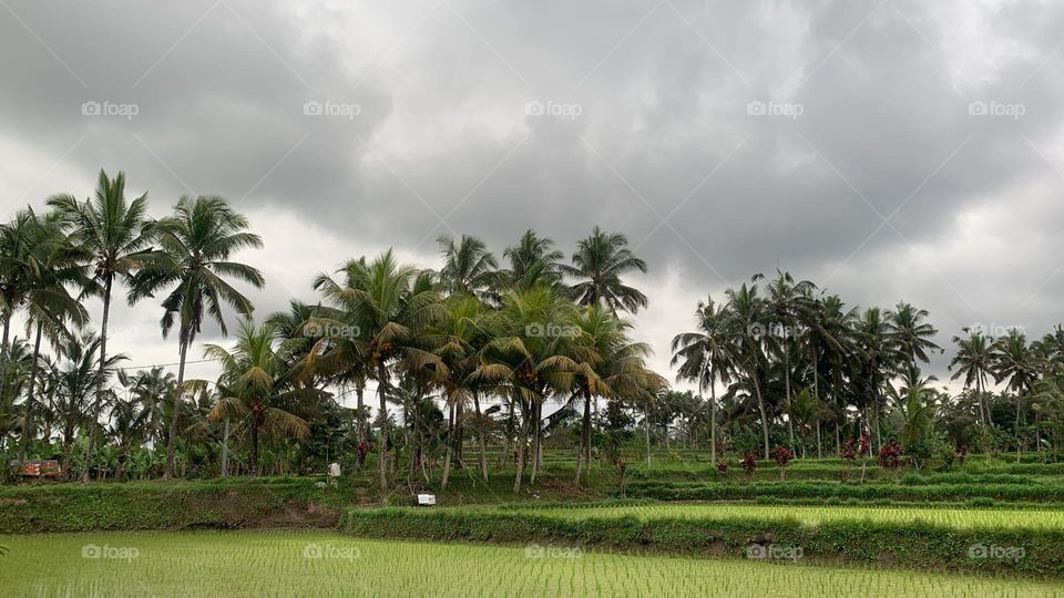 Bali rice field and coconut trees