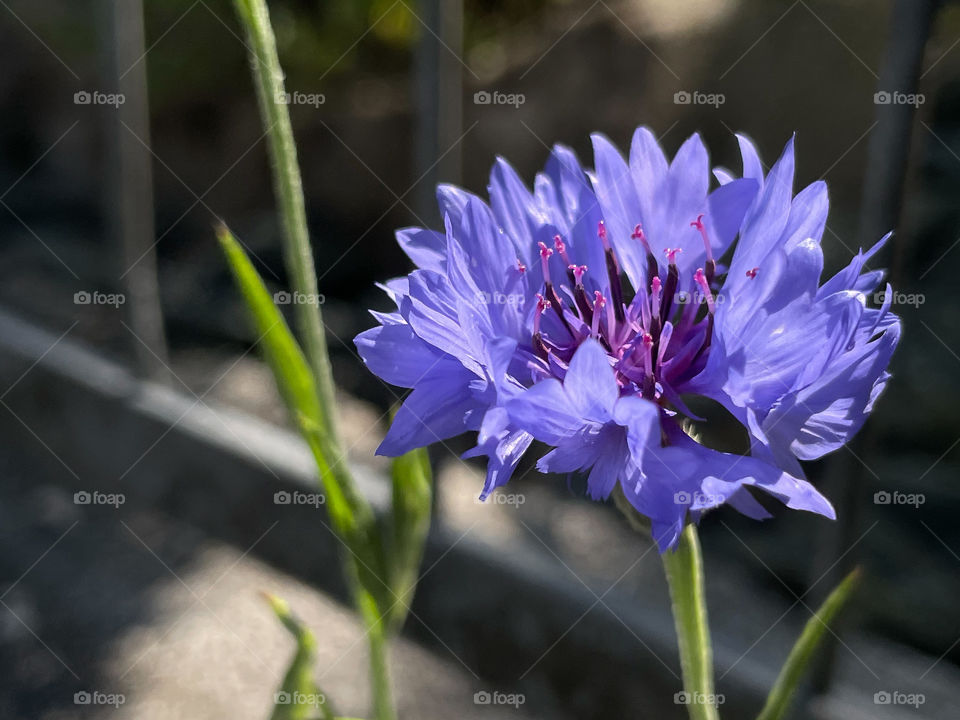 Cornflower