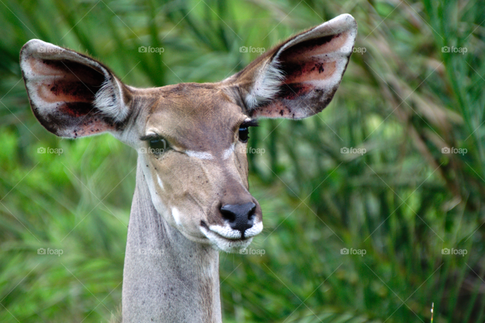 Smiling female kudu