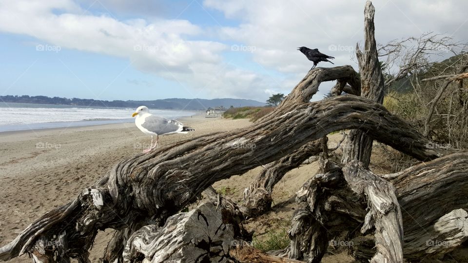 Birds at Stinson Beach,California