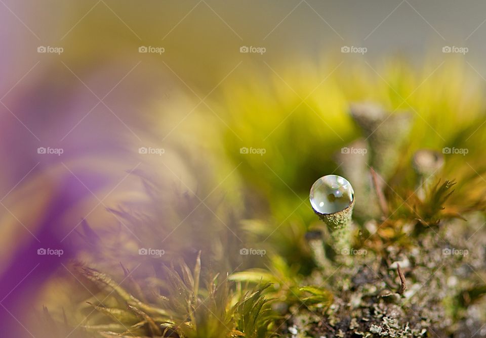 Water drop on lichen