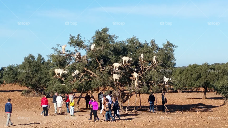 Goats in a Tree