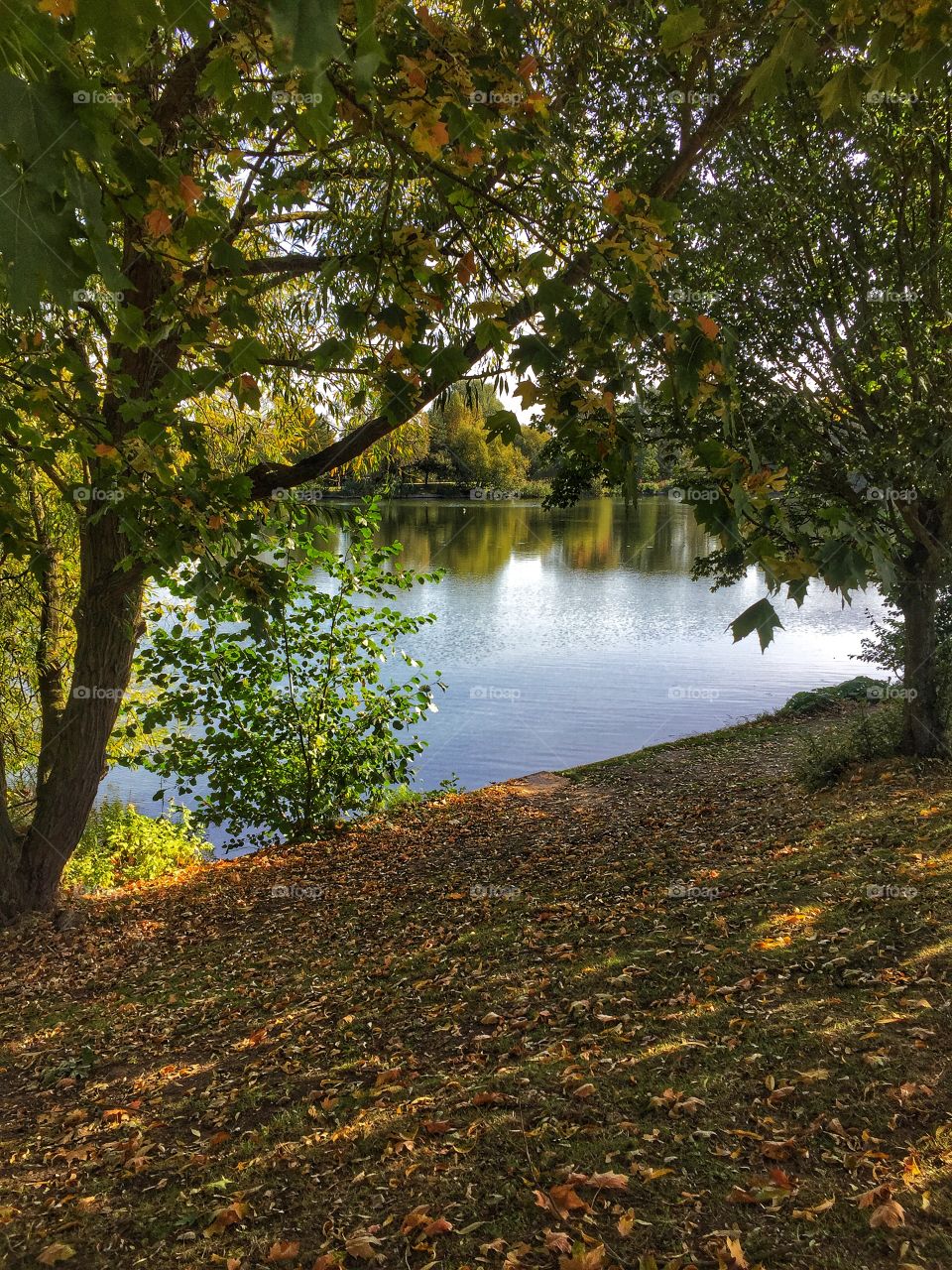 Autumn at the lake. Needham Lake, Suffolk 
