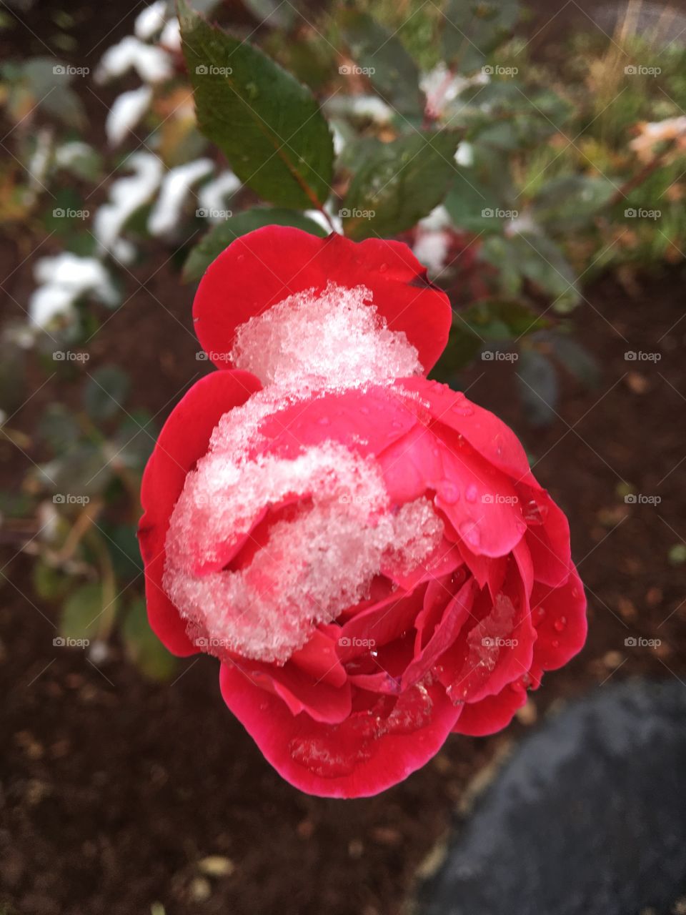 Snow on rose 