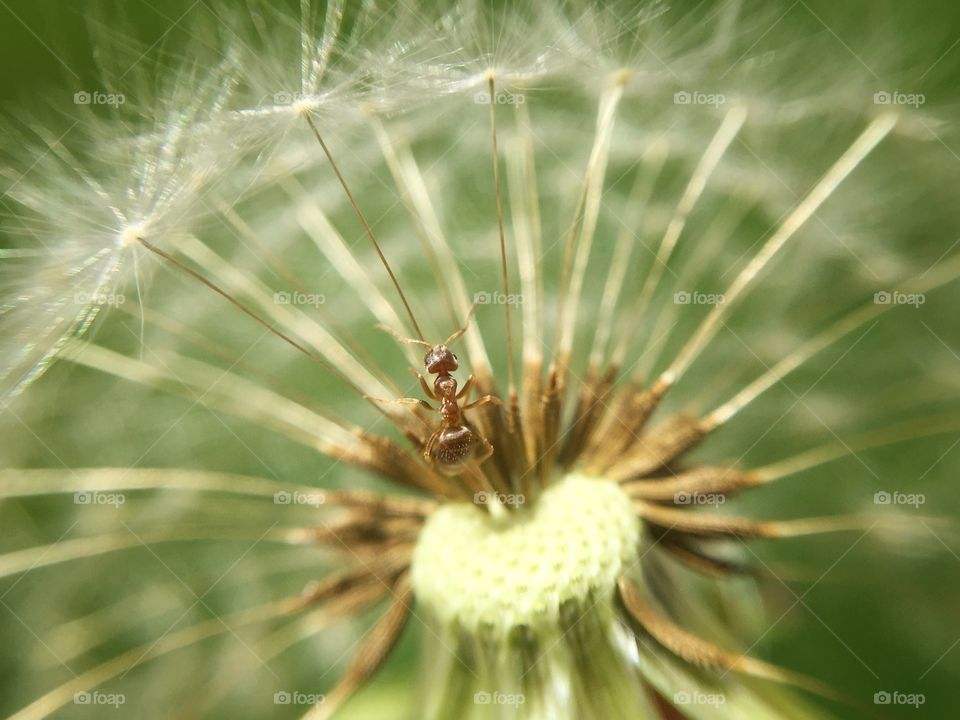 dandelion