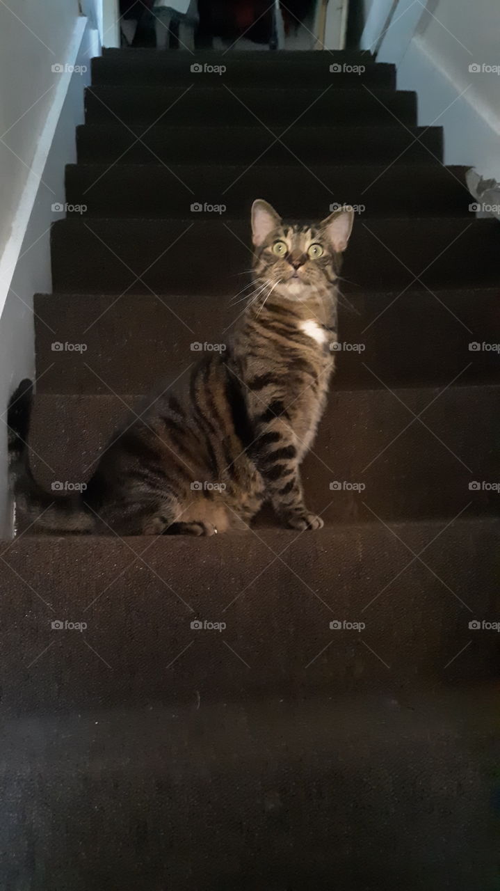 Sees a stray for the first time