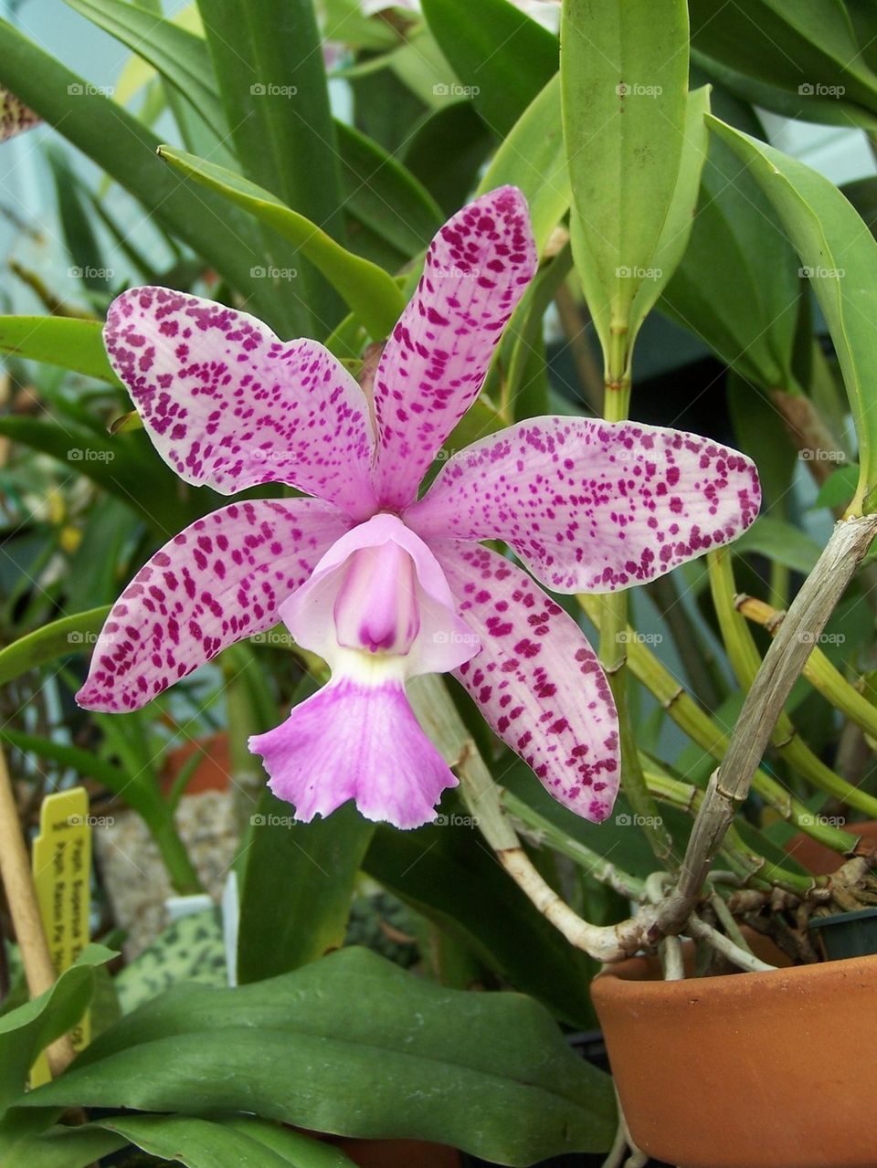 Mini-Cattleya Orchid