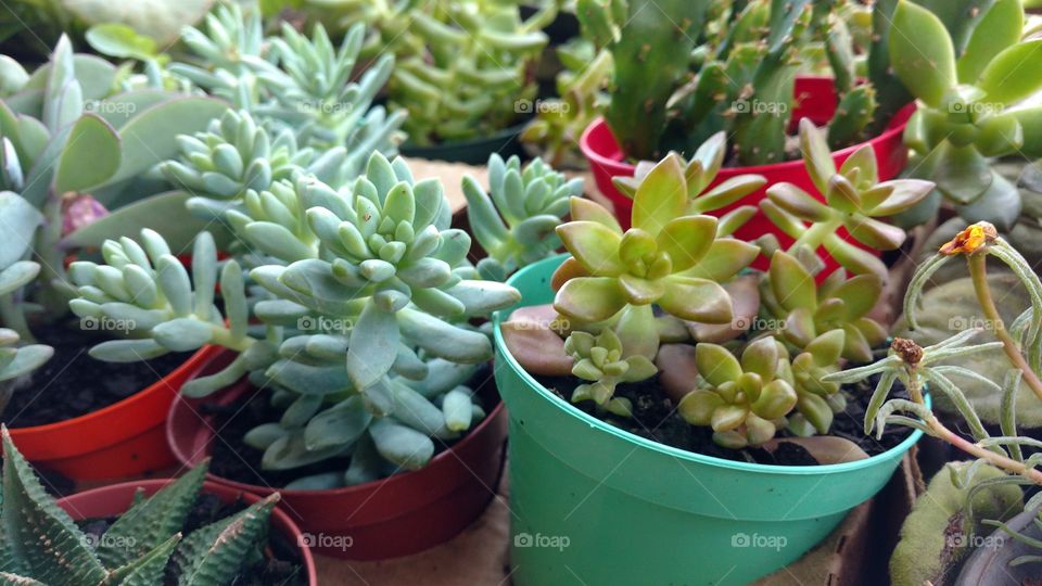 Plantinhas, cores naturais.