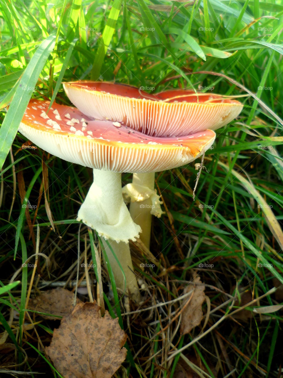 Red dangerous toadstools