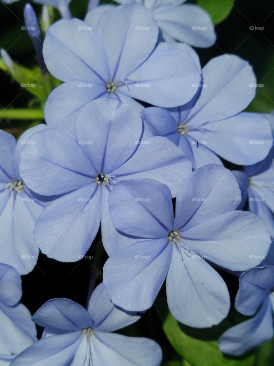 Plumbago auriculata
