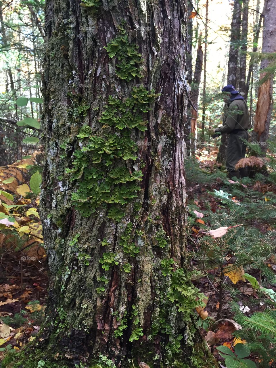 Lichen tree