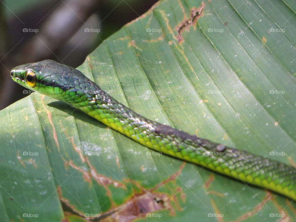 Green snake