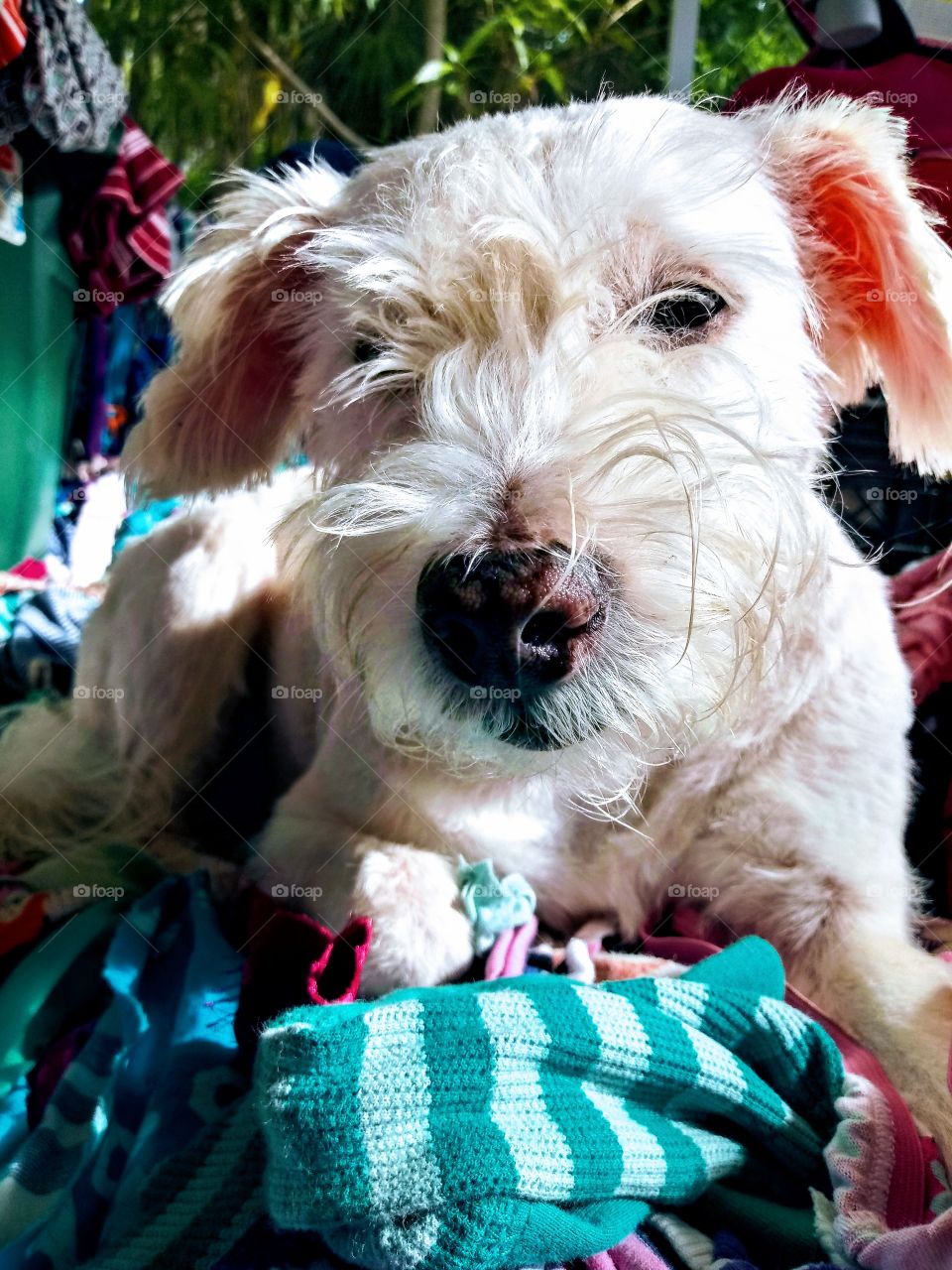 white dog laying down on a colorful rug