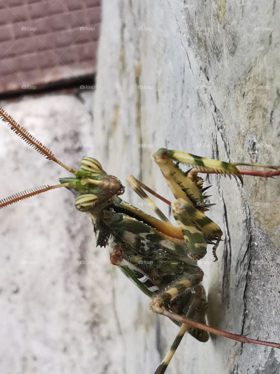 diablillo de las flores una especie de insectos gran canaria
