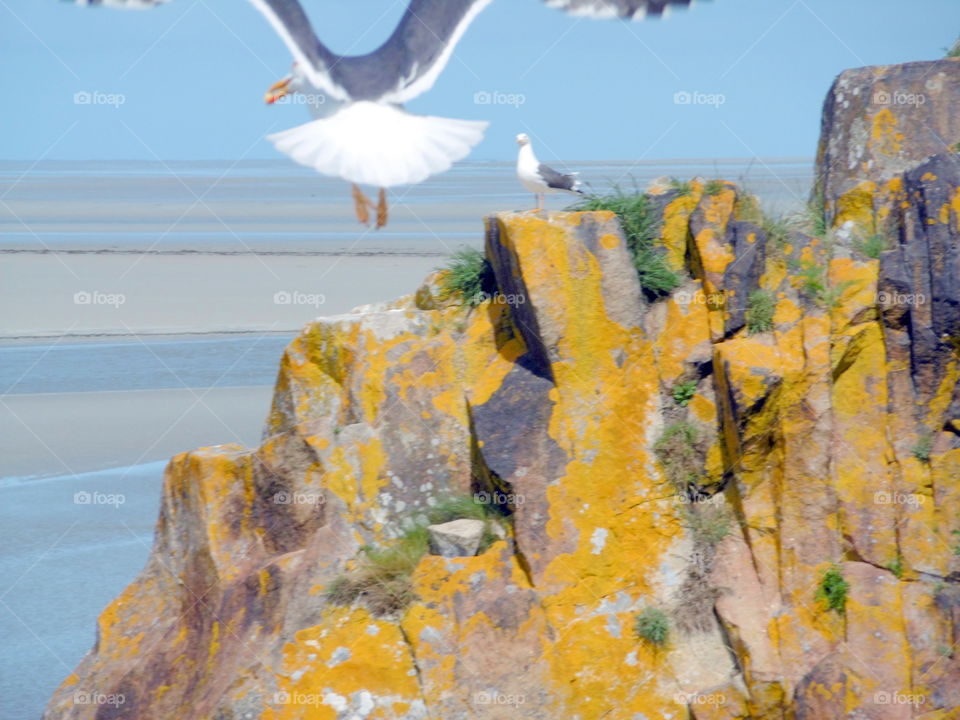 view of the Britanny seashore