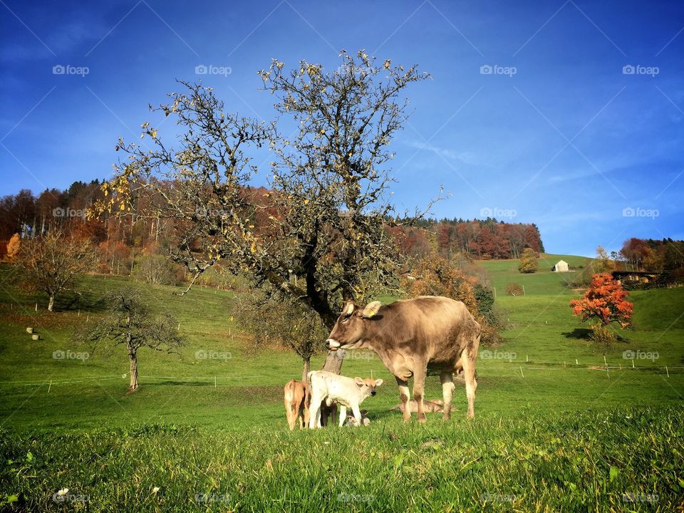 Swiss cows