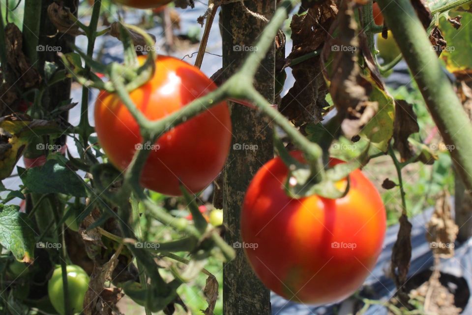 tomato fruit close up