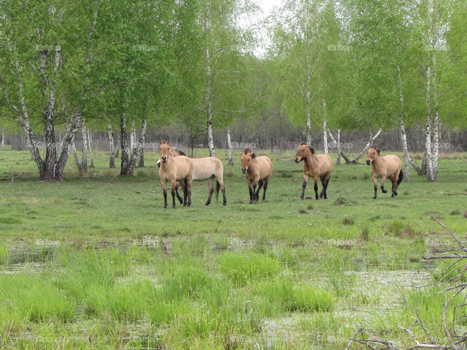 Horses on the background of a spring birch grove