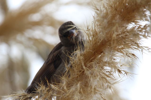 Nesting 