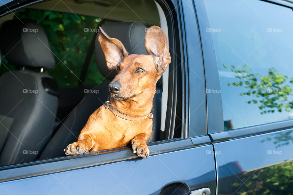 Dog looking through car window