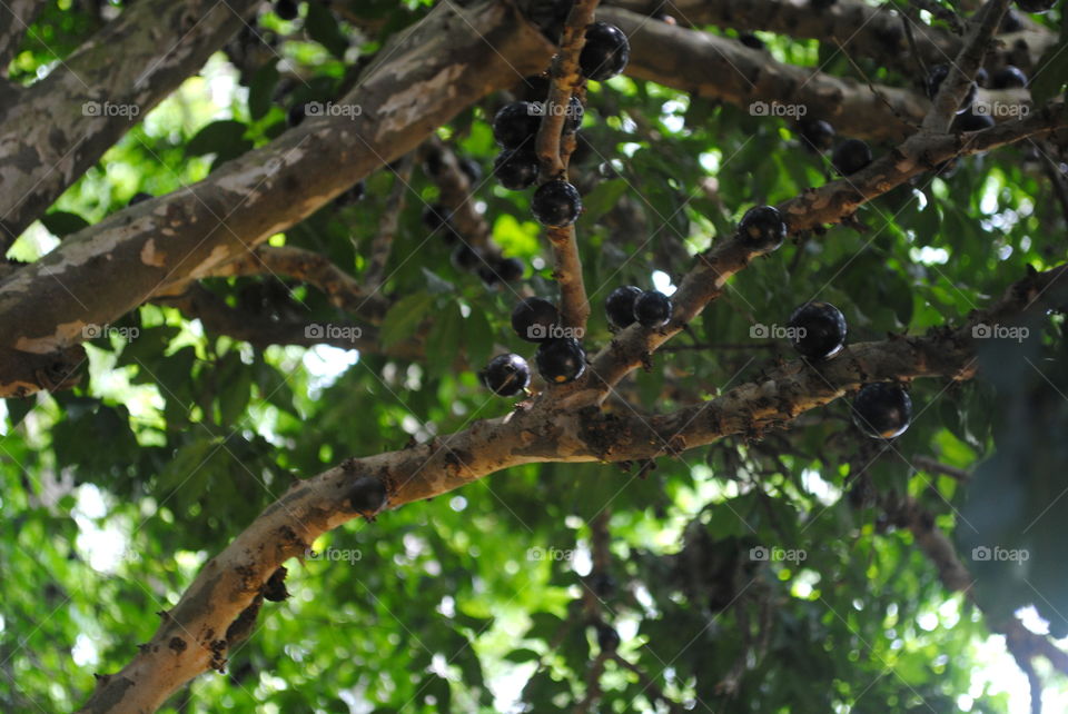 Jabuticaba