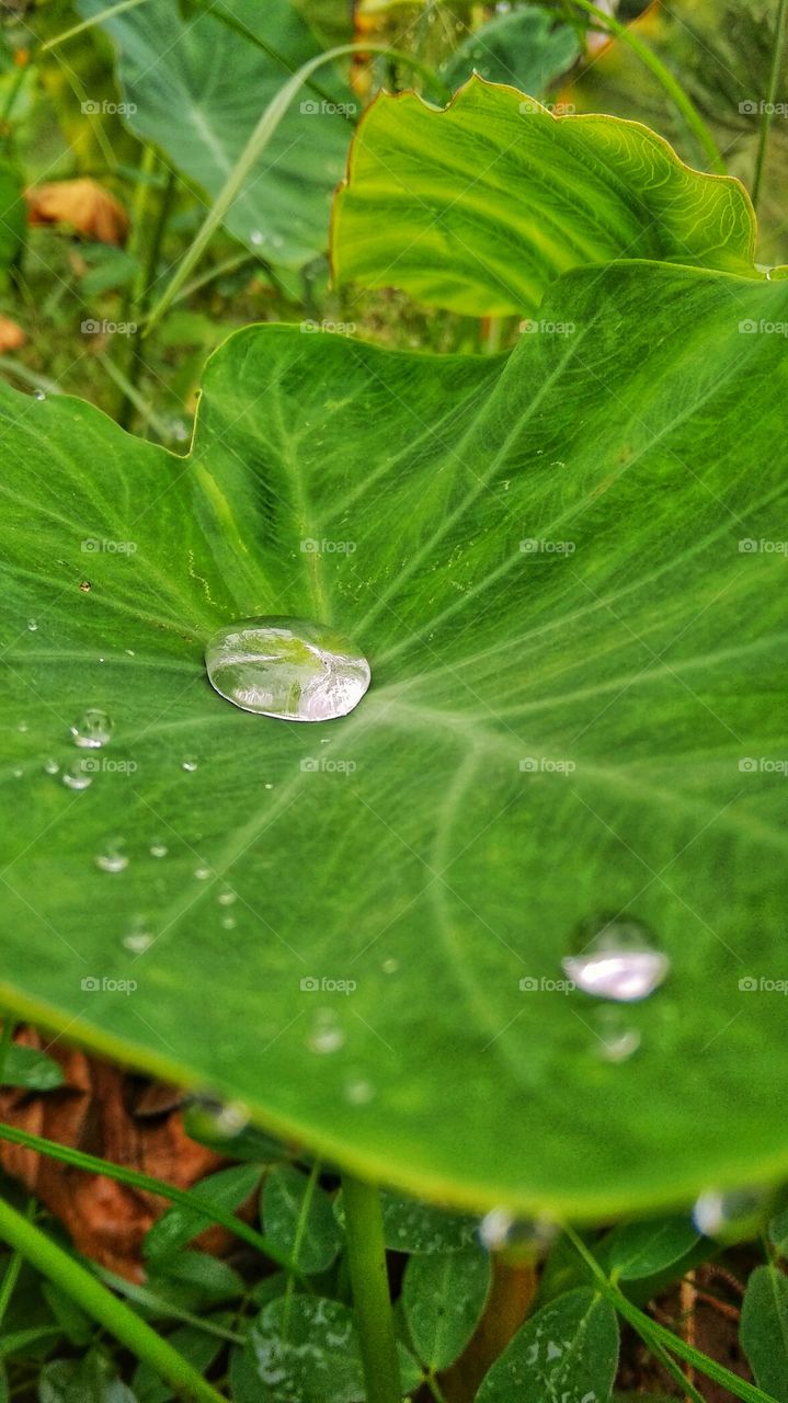 rain water on leaf
