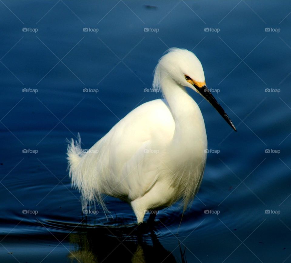 White Egret in Blue Water