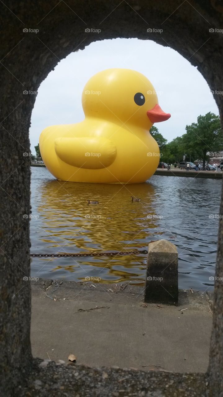Duck art in Norfolk, VA