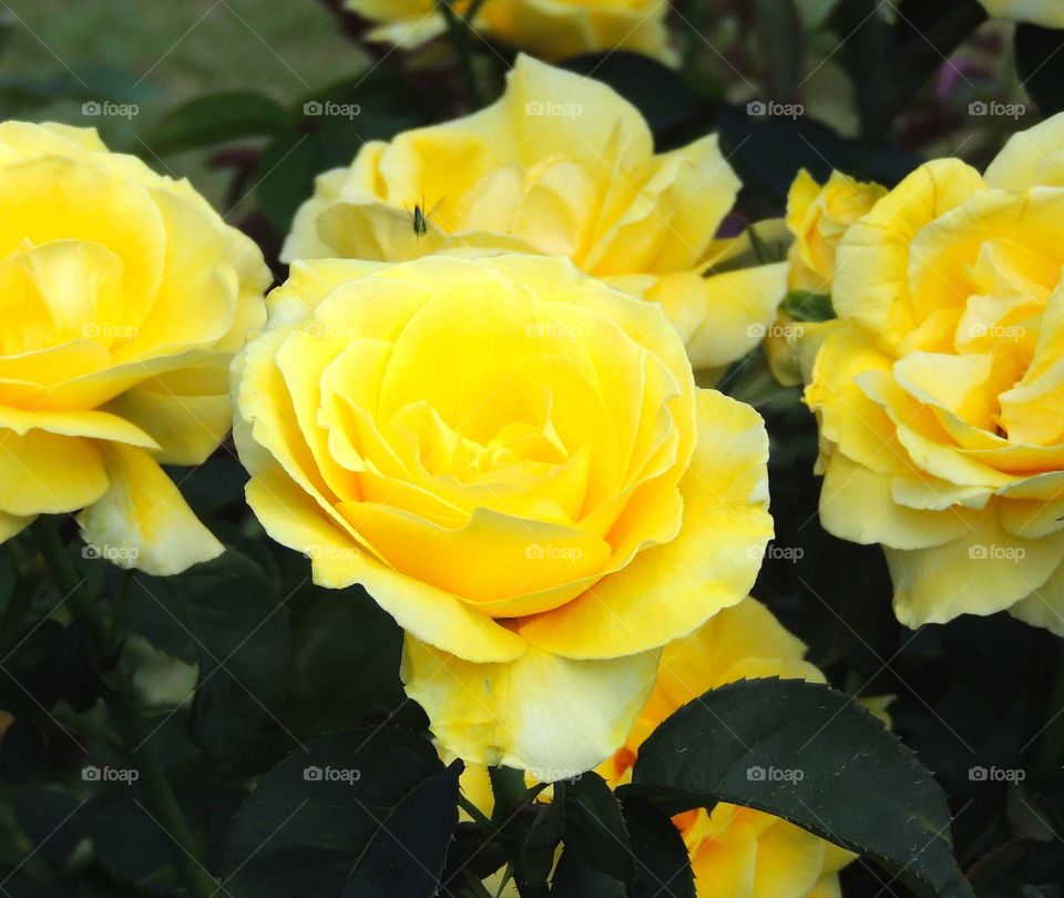 Yellow rose of Texas. Yellow roses in a garden