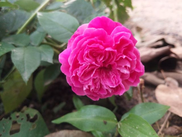 flower