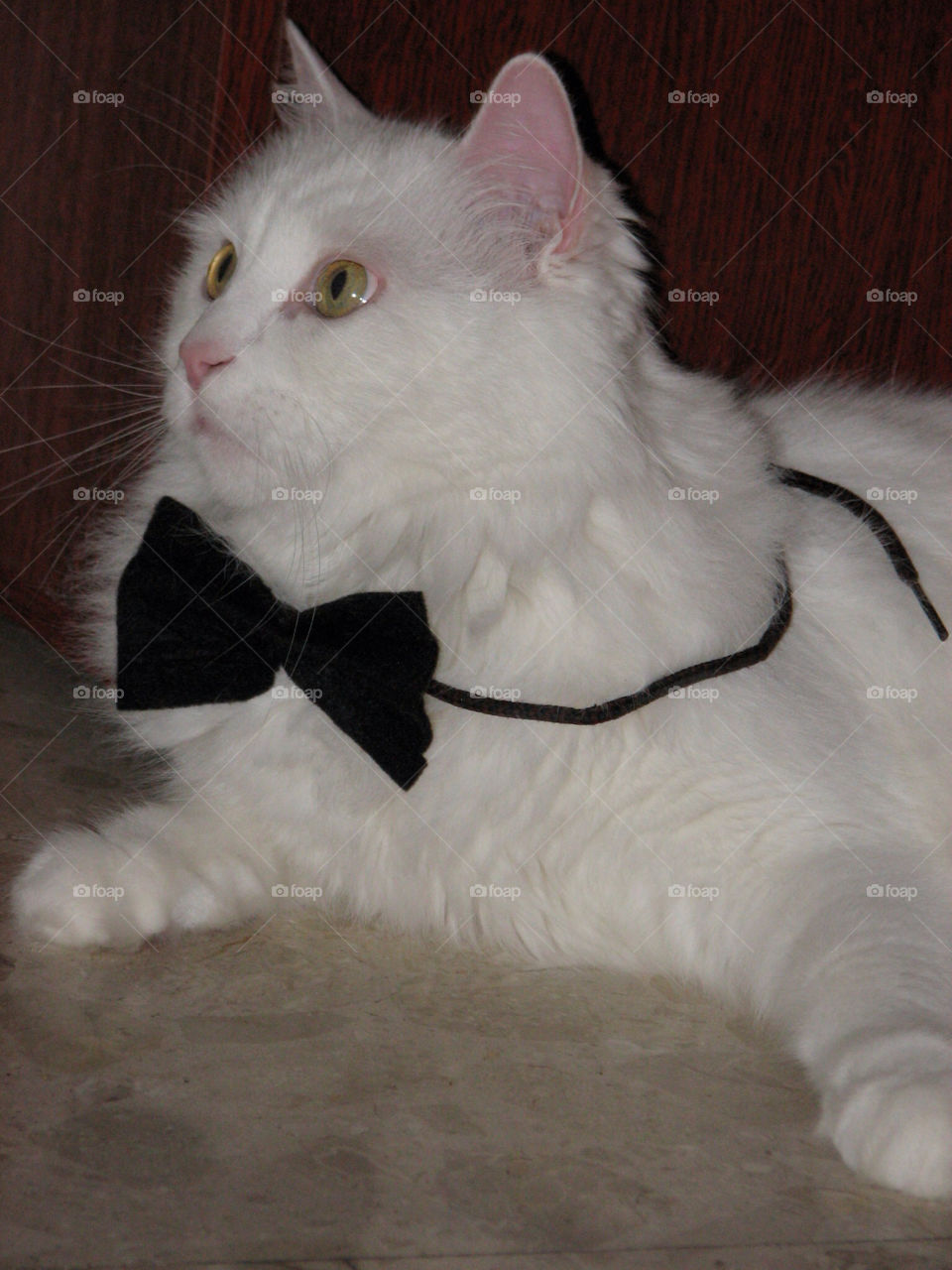 white black cat floor by lenusik