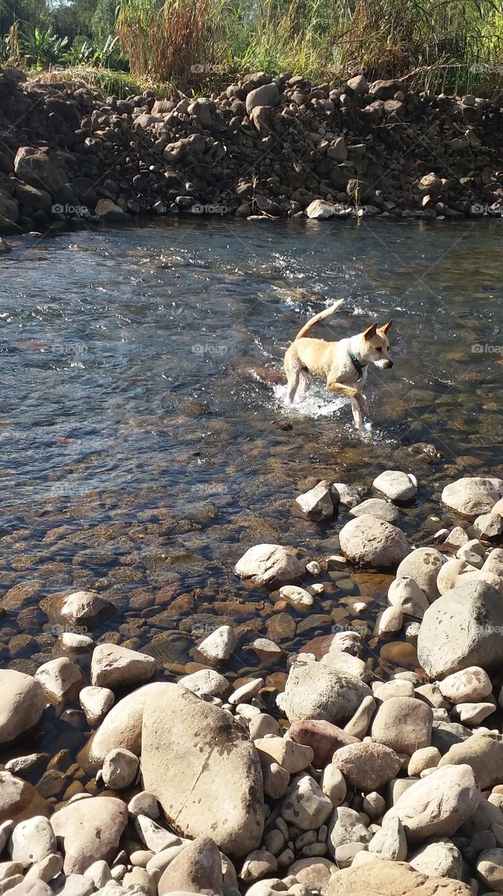 cão na água