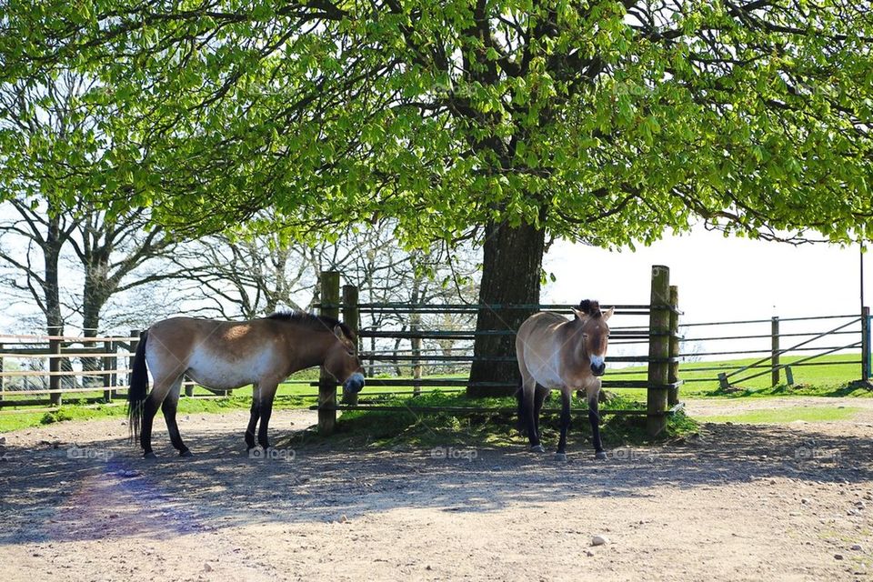 Horses in the shadow 