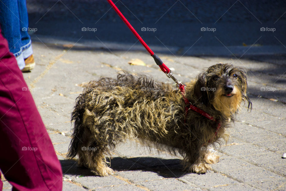 Airedale Terrier dog, cute pet dog