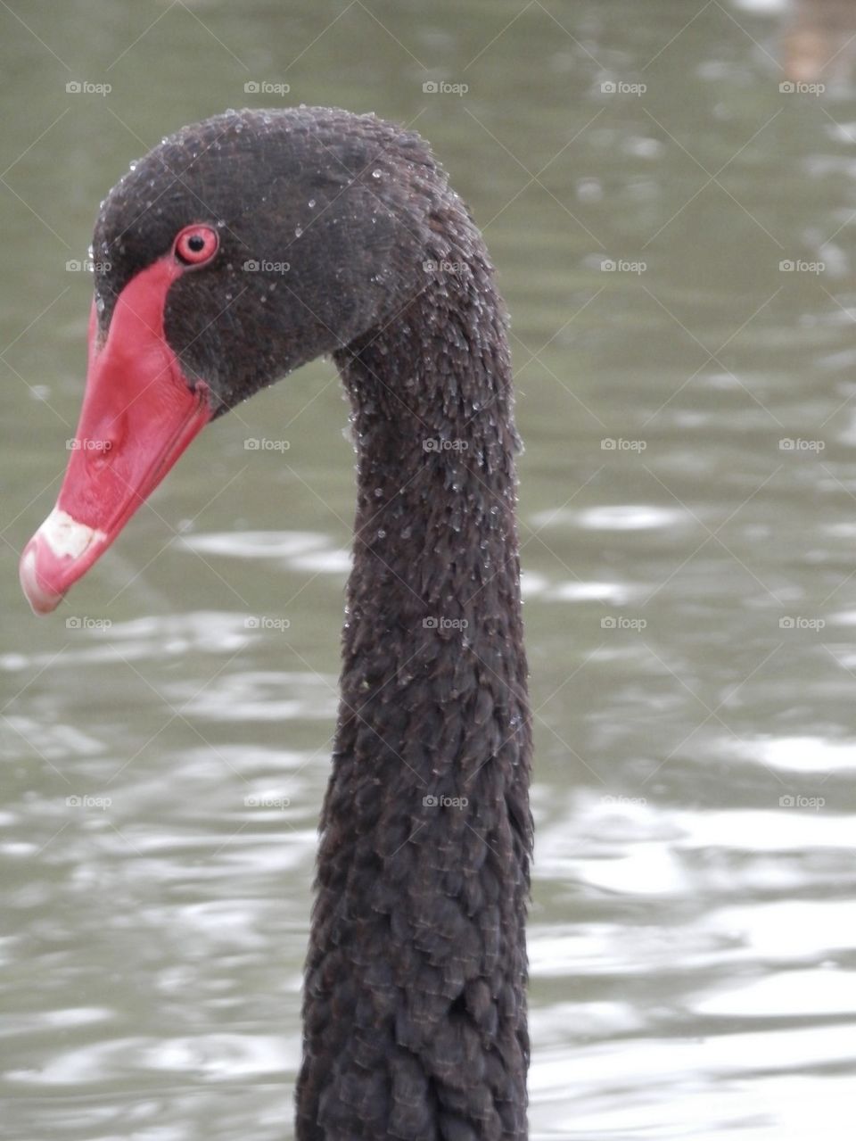 Black Swan