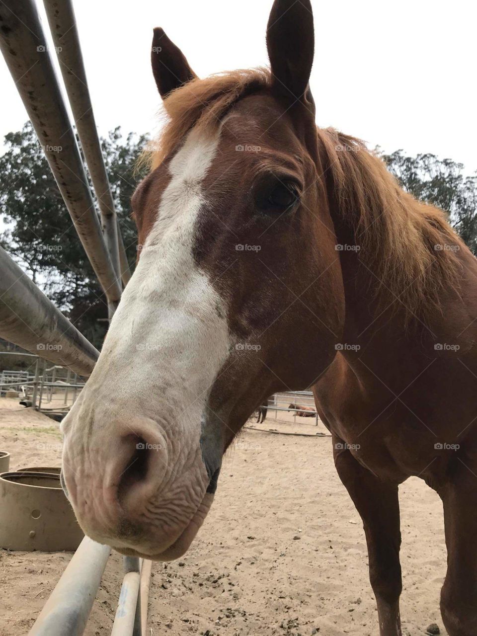One of my friend's horses she cares for at the stable she works at.
