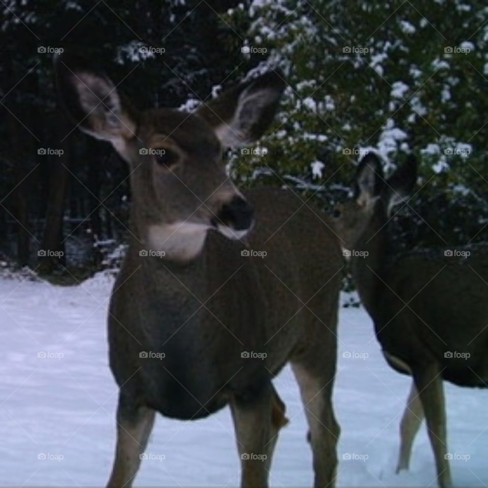 Deer in snow