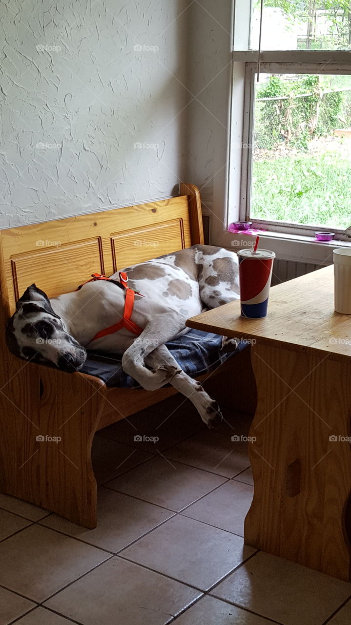 Capone sleeping at the kitchen table