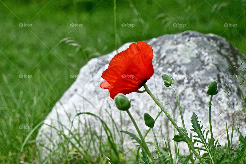 green garden flora botanical by lgt41