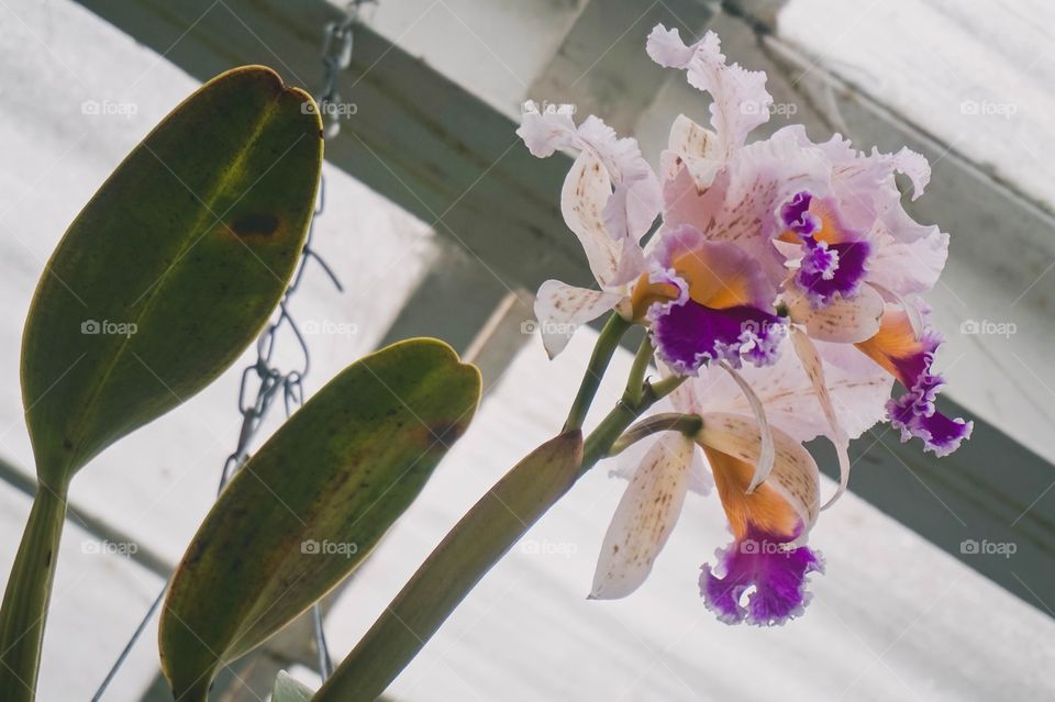 Light, bright and lovely hanging flowers at Christchurch Botanic Gardens, New Zealand. 