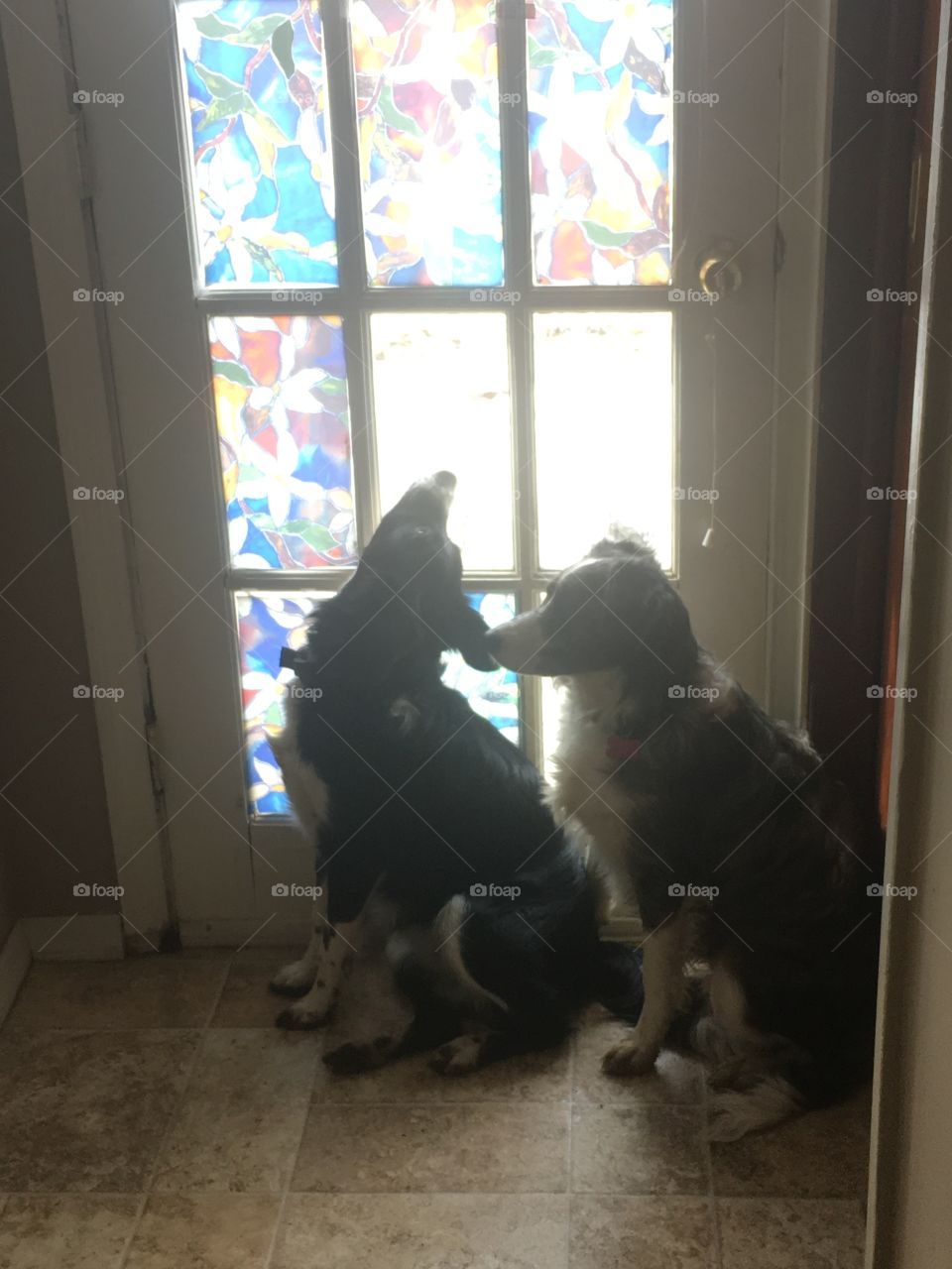 hope and lacy sister australlian shepars britney spaniel mixes waiting at the door to go outside