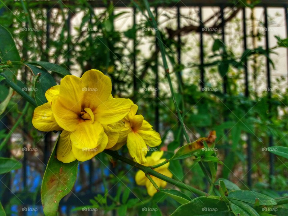 Yellow blooming!