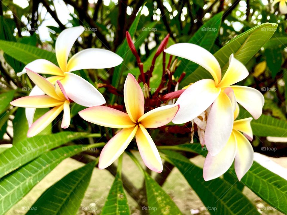 🌹 🇺🇸 Very beautiful flowers to brighten our day.  Live nature and its beauty. Did you like the delicate petals? / 🇧🇷 Flores muito bonitas para alegrar nosso dia. Viva a natureza e sua beleza. Gostaram das pétalas delicadas? 