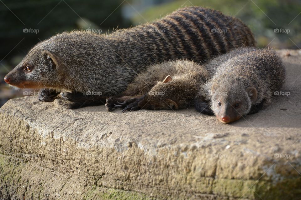 Rodent family on a rock